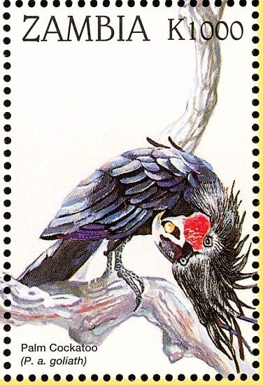Palm Cockatoo - Probosciger aterrimus