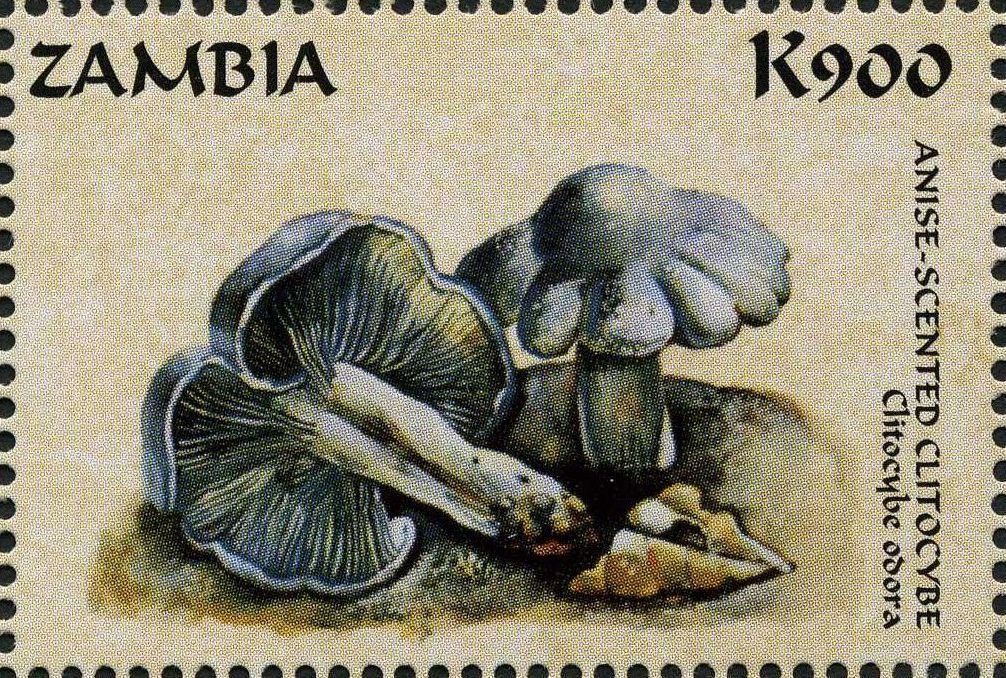 Clitocybe odora