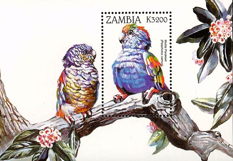 Mulga Parrot - Psephotellus varius