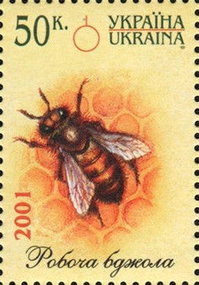 Bee (Apis sp.) on Honeycomb