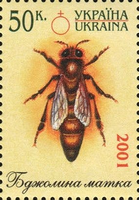 Bee (Apis sp.) - Queen