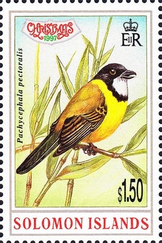 Pachycephala pectoralis