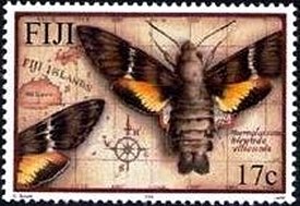 Moths