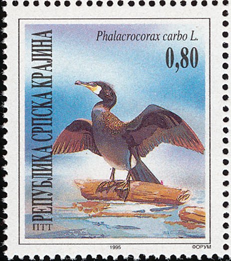 Great Cormorant (Phalacrocorax carbo)