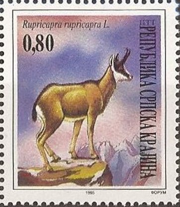 Chamois (Rupicapra rupicapra)