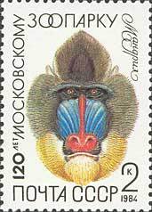 Mandrill (Mandrillus sphinx)
