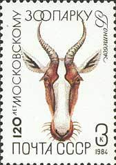 Bontebok (Damaliscus pygargus)