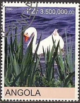 Swans