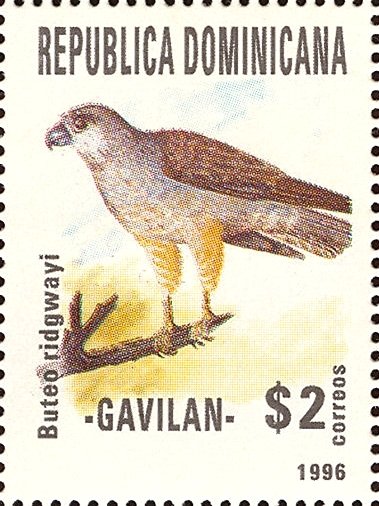 Buteo ridwayi
