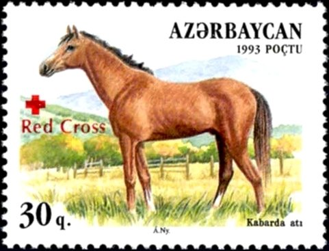 Kabarda Horse (Equus ferus caballus)