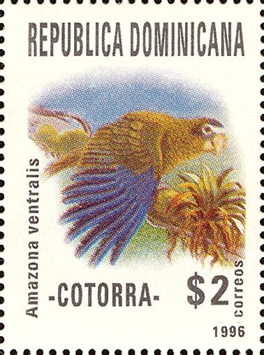 Amazona ventralis