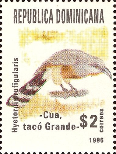 Piaya rufigularis