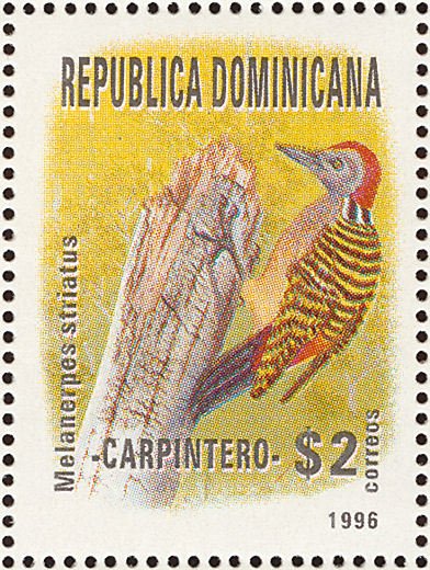 Melanerpes striatus