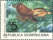 Chelonia mydas