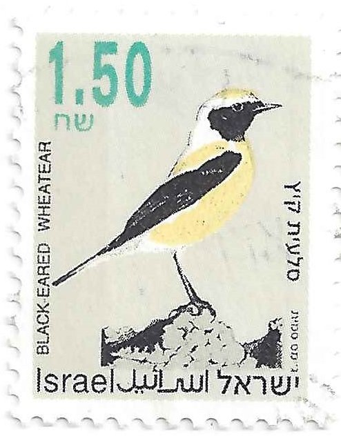 Black-eared Wheatear (Oenanthe hispanica)