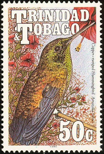Copper-rumped Hummingbird (Amazilia tobaci)