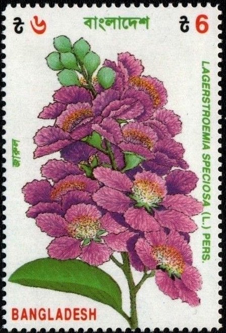 Lagerstroemia speciosa