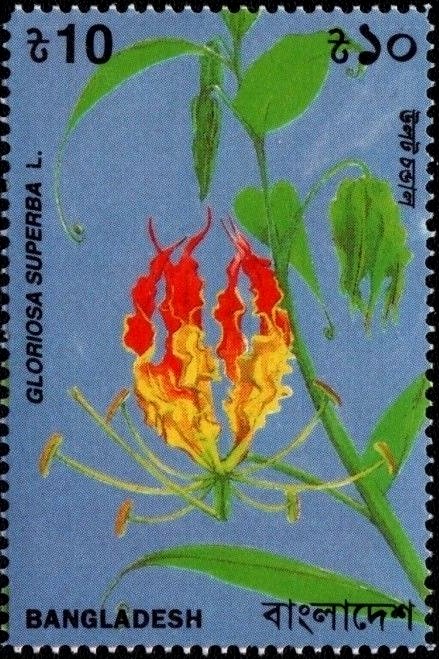 Gloriosa Superba