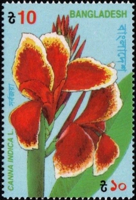 Canna Indica