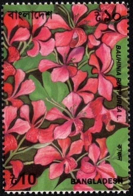 Bauhinia purpurea