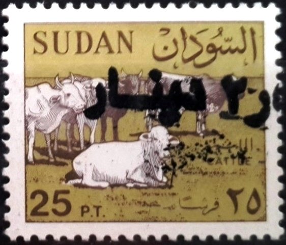 Cattle (Bos primigenius indicus) Herd