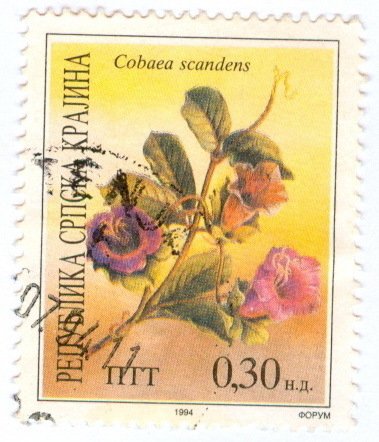 Cobaea scandens