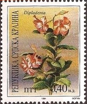 Dipladenia