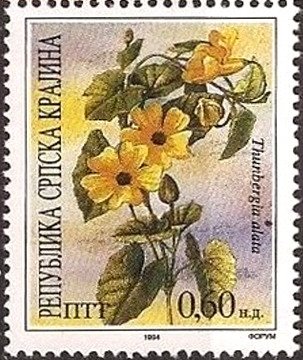 Thunbergia al.