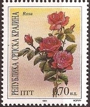Rosa