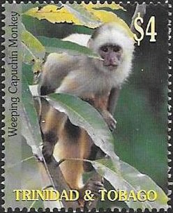 Weeping capuchin monkey