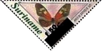 Common Postman (Heliconius melpomene ssp. penelope)