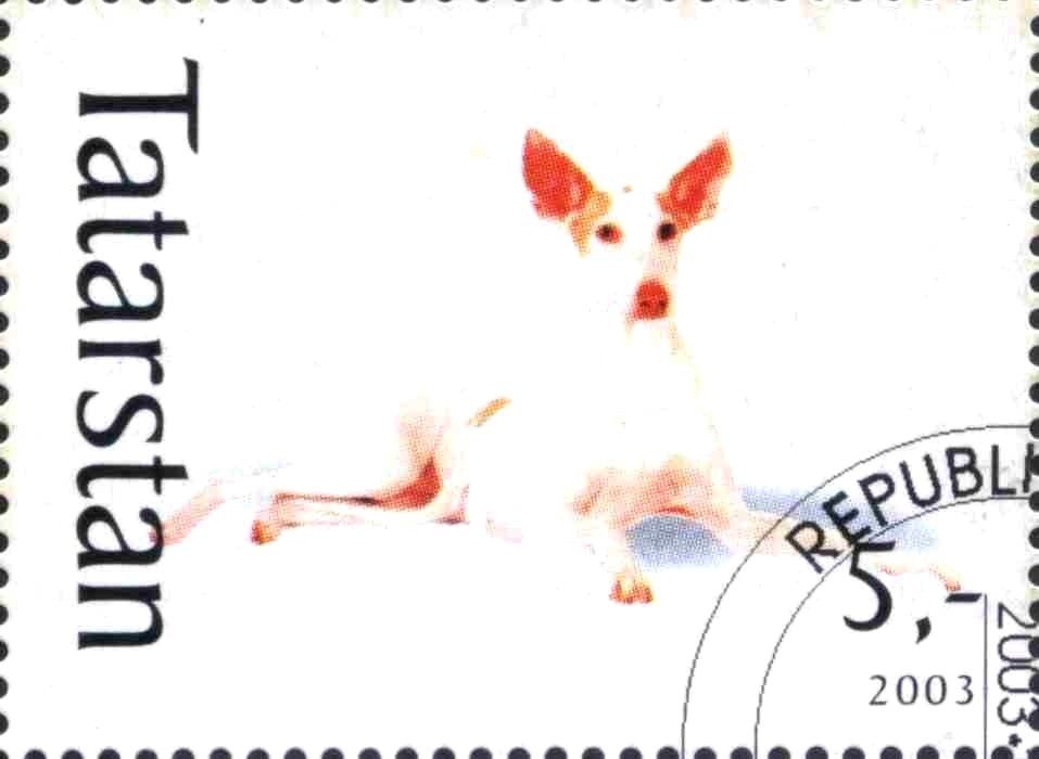 Dog