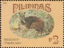 Greater Mouse Deer (Tragulus napu)