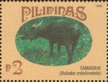 Tamaraw (Bubalus mindorensis)