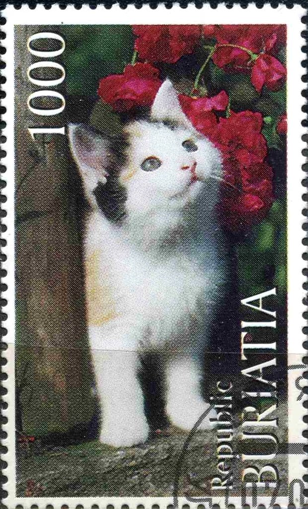 Cats