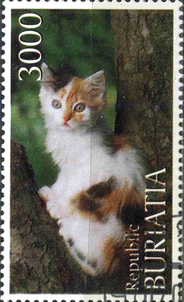 Cats