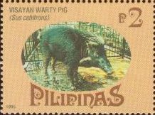Visayan Warty Pig (Sus cebifrons)