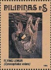 Philippine Flying Lemur (Cynocephalus volans)