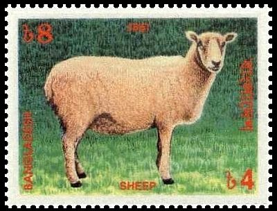 Sheep