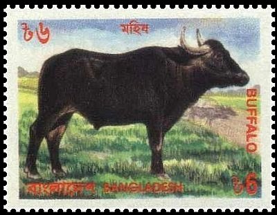 Buffalo