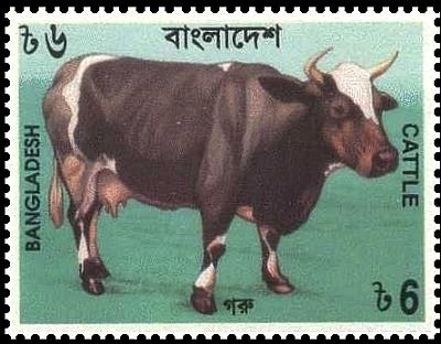 Cow