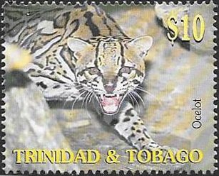 Ocelot