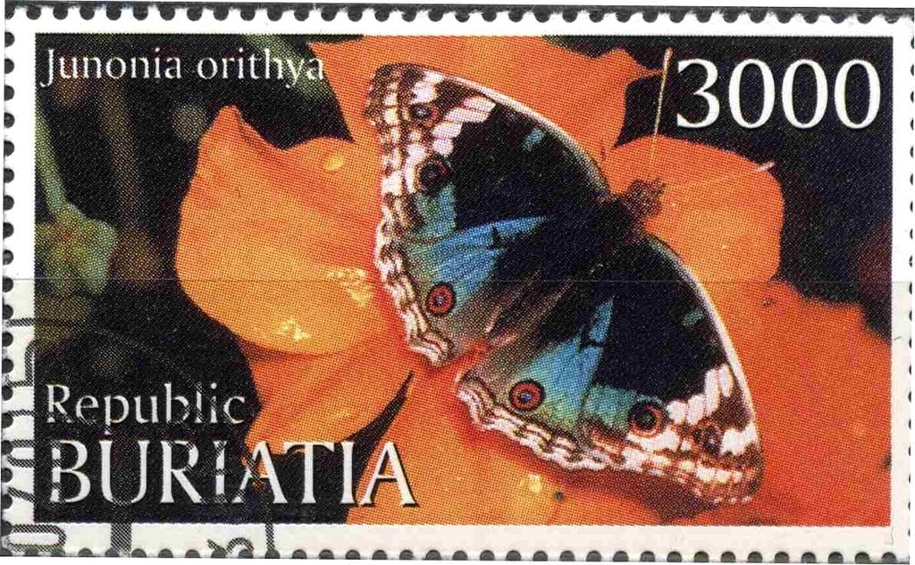 Junonia orithya