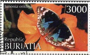 Stamp, Junonia orithya, Cinderellas,  , Butterflies