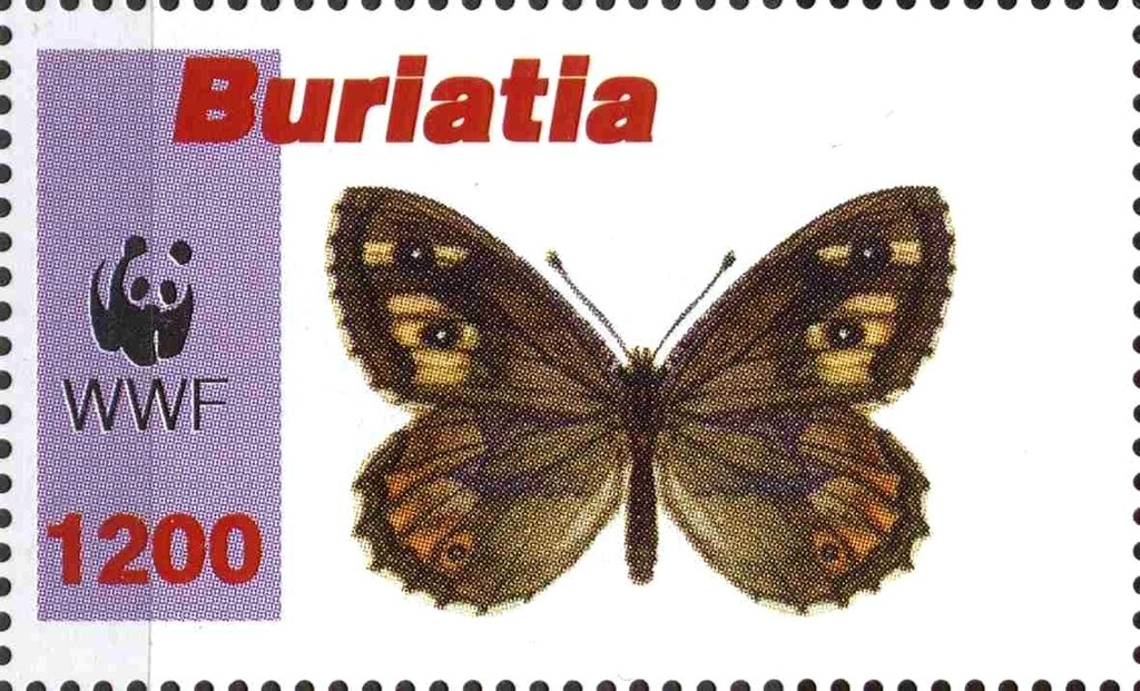 Butterflies
