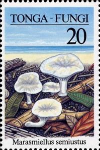 Stamp, Marasmiellus semiustus, Tonga,  , Mushrooms