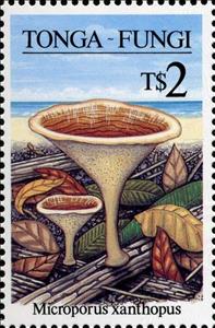 Stamp, Microporus xanthopus, Tonga,  , Mushrooms
