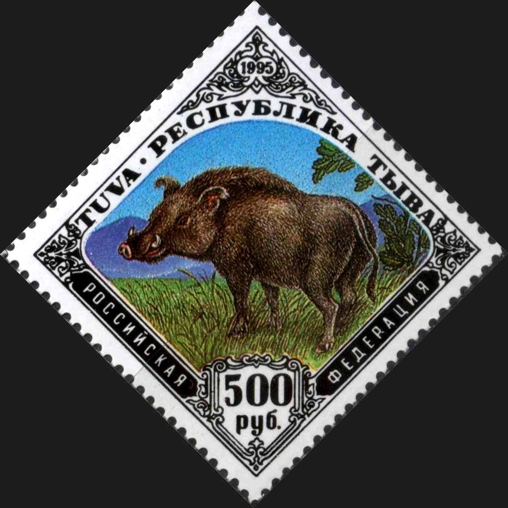 Boar