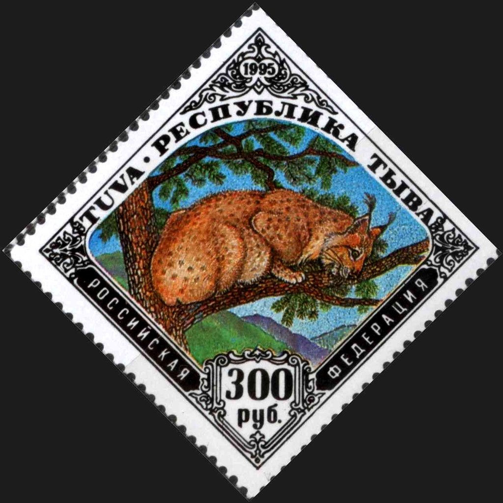 Eurasian Lynx (Lynx lynx)