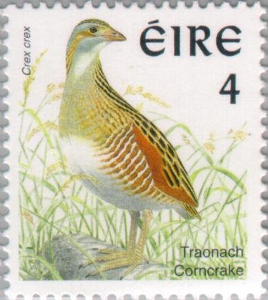 Corncrake or Landrail (Crex crex)